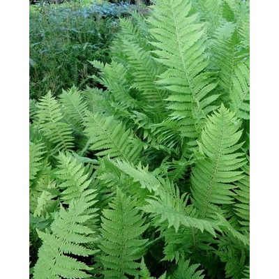 Matteuccia orientalis – Struccpáfrány