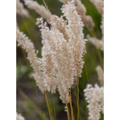 Melica ciliata – Prémes gyöngyperje