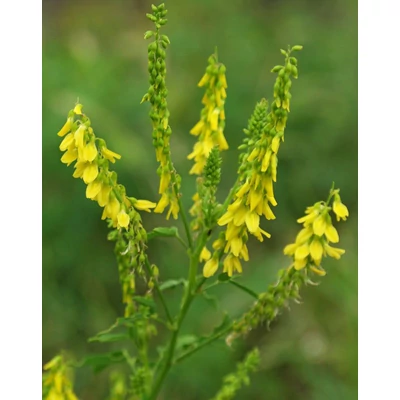 Melilothus officinalis – Orvosi somkóró