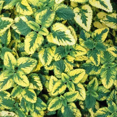 Melissa officinalis 'Variegata' – Citromfű