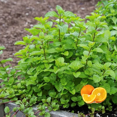 Mentha x piperita 'Orange' – Borsmenta