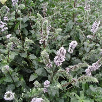Mentha x piperita 'Agnes' – Borsmenta
