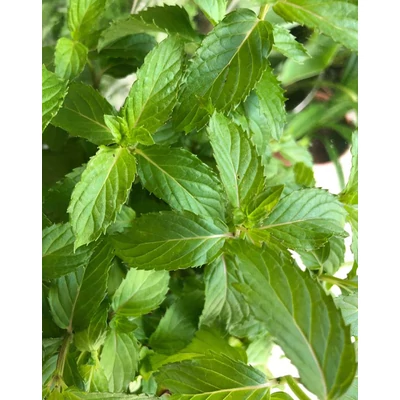 Mentha x piperita 'Swiss' – Borsmenta
