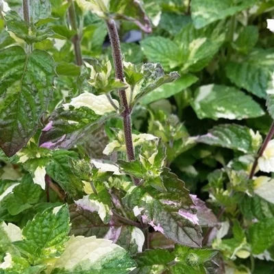 Mentha x piperita 'Variegated Grapefruit' – Borsmenta