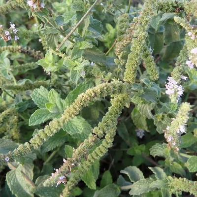 Mentha spicata 'Condensata' – Fodormenta