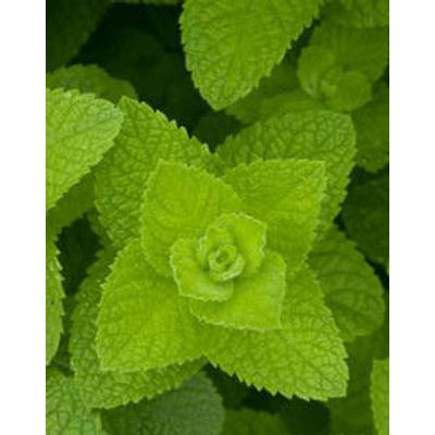 Mentha suaveolens – Alma illatú menta