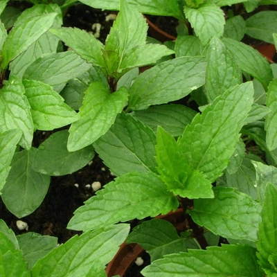 Mentha 'Thai Bai Saranae' – Menta