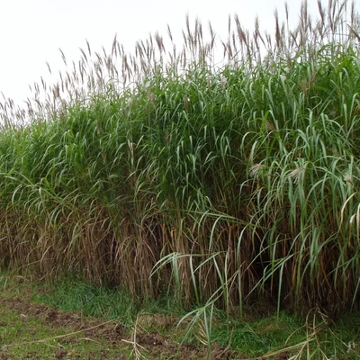 Miscanthus x giganteus – Óriás molnárpántlika (Energianád)