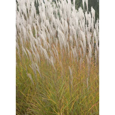 Miscanthus 'Purpurascens' – Molnárpántlika