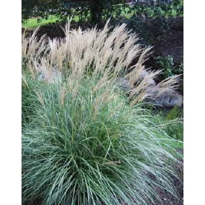 Miscanthus sinensis 'Adagio' – Molnárpántlika