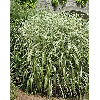 Miscanthus sinensis 'Cabaret' – Molnárpántlika