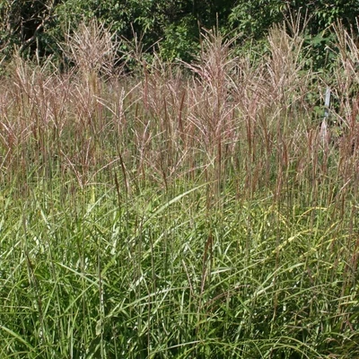 Miscanthus sinensis 'Dronning Ingrid' – Molnárpántlika