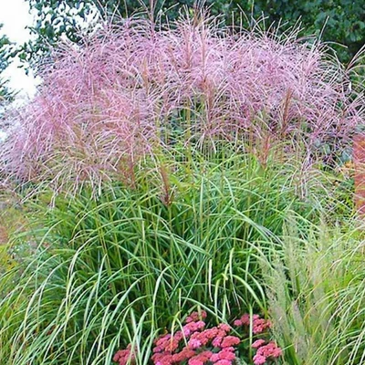 Miscanthus sinensis 'Flamingo' – Molnárpántlika