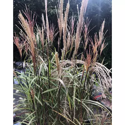 Miscanthus sinensis 'Grosse Fontäne' – Molnárpántlika