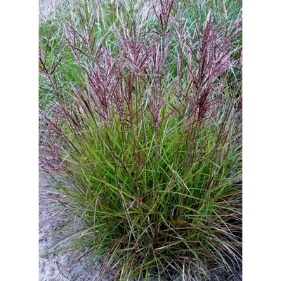 Miscanthus sinensis 'Ibiza' – Molnárpántlika