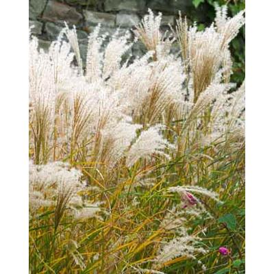 Miscanthus sinensis 'Kleine Fontane' – Molnárpántlika