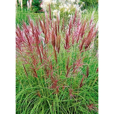 Miscanthus sinensis 'Kupferberg' – Molnárpántlika