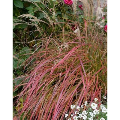 Miscanthus sinensis 'Little Miss' – Molnárpántlika
