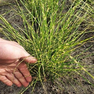 Miscanthus sinensis 'Little Tiger' – Molnárpántlika