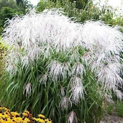 Miscanthus sinensis 'Memory' – Molnárpántlika