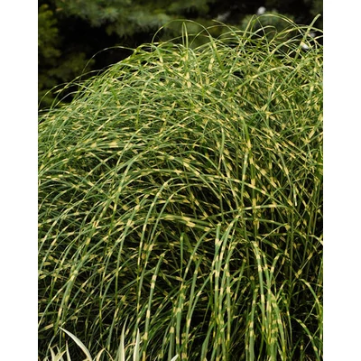 Miscanthus sinensis 'Mini Zebra' – Zebracsíkos molnárpántlika