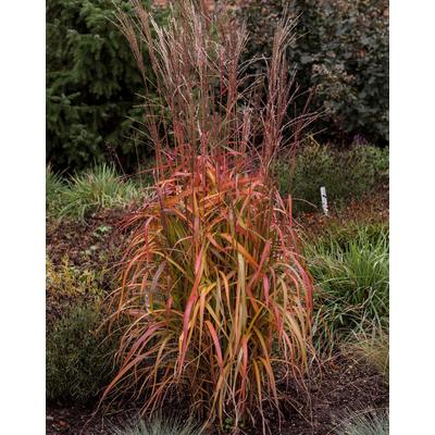 Miscanthus sinensis 'Navajo' – Molnárpántlika