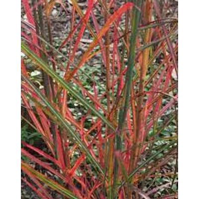 Miscanthus sinensis 'Neil Lucas' – Molnárpántlika