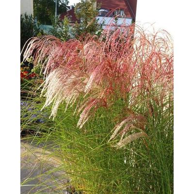 Miscanthus sinensis 'Red Cloud' – Molnárpántlika