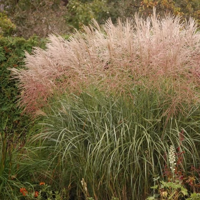 Miscanthus sinensis 'Rotfuchs' – Molnárpántlika