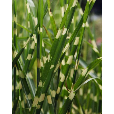 Miscanthus sinensis 'Strictus Dwarf' – Japán díszfű