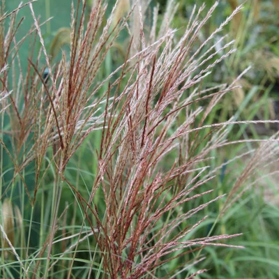 Miscanthus sinensis 'Sunlit Satin'® – Molnárpántlika