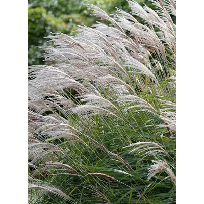 Miscanthus sinensis 'Yakushima Dwarf' – Molnárpántlika