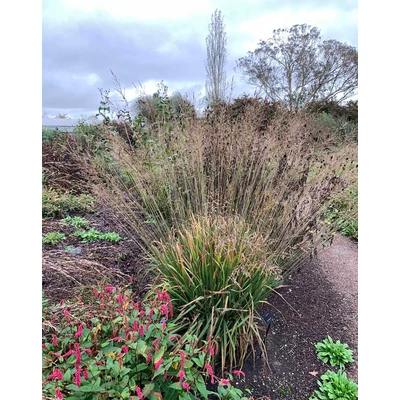 Molinia caerulea subsp. arundinacea 'Fontäne' – Közönséges kékperje