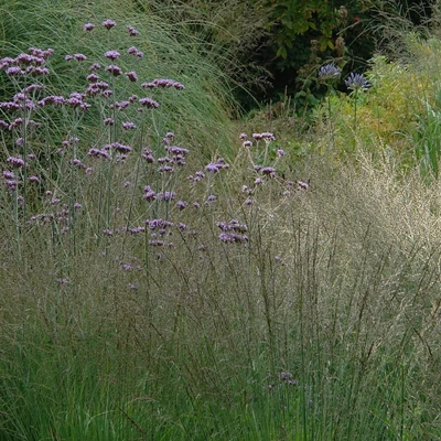 Molinia caerulea – Kékperje
