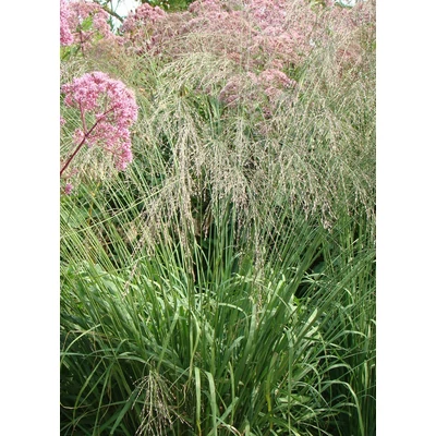 Molinia arundinacea 'Transparent' - Magas (széleslevelű) kékperje