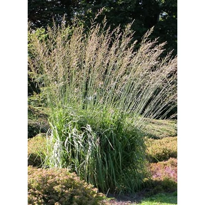 Molinia arundinacea 'Windspiel' - Magas kékperje