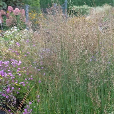 Molinia arundinacea 'Witches Broom' – Magas kékperje