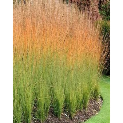 Molinia caerulea 'Heidebraut' – Közönséges kékperje