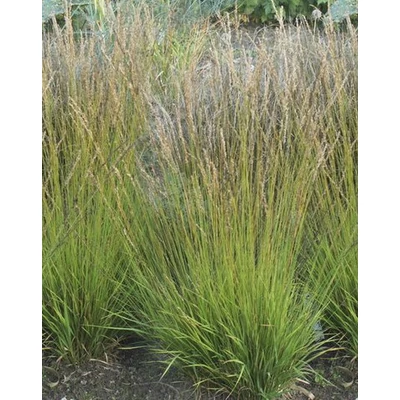Molinia caerulea 'Heidezwerg' – Közönséges kékperje