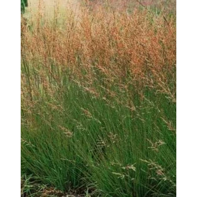 Molinia caerulea 'Moorhexe' - Nyugati kékperje