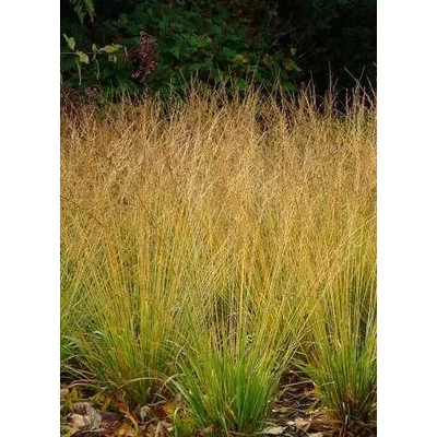 Molinia caerulea 'Poul Petersen' – Közönséges kékperje