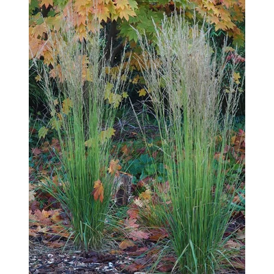 Molinia caerulea 'Torch' – Közönséges kékperje (ősszel narancsra színeződő lomb)