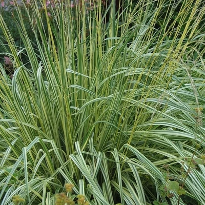 Molinia caerulea 'Variegata' – Közönséges kékperje