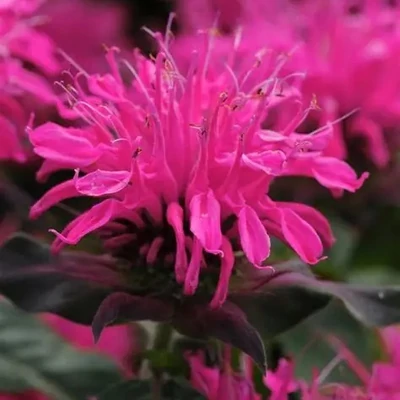 Monarda didyma 'Balmy Rose' – Méhbalzsam