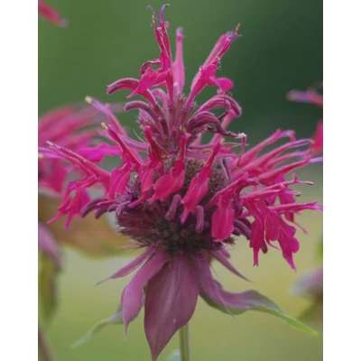 Monarda 'Amazone' – Méhbalzsam