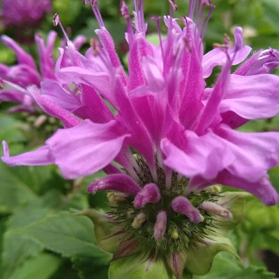 Monarda 'Bee-Pretty' – Méhbalzsam