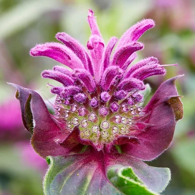 Monarda 'Bee-Pure' – Méhbalzsam