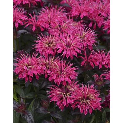 Monarda 'Berry Taffy' – Méhbalzsam