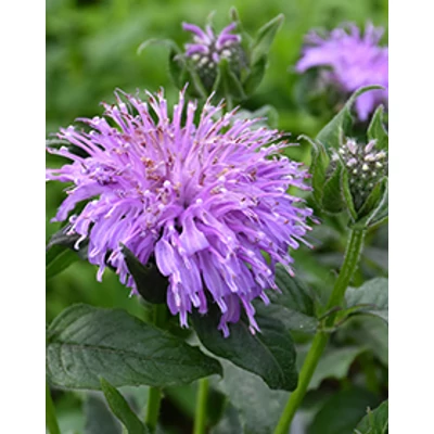Monarda 'Blue Moon' – Méhbalzsam