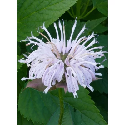 Monarda bradburiana – Méhbalzsam